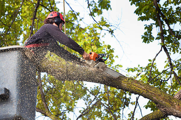  New Album of Tree Service Auburn Alabama 925 Gentry Dr - Photo 6 of 10
