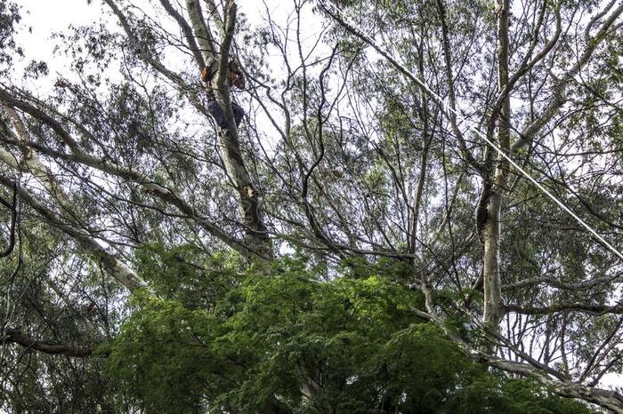  New Album of Tree Service Auburn Alabama 925 Gentry Dr - Photo 7 of 10