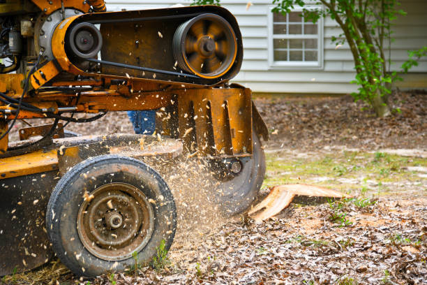  New Album of Tree Service Auburn Alabama 925 Gentry Dr - Photo 10 of 10