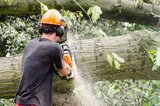 Tree Service Auburn Alabama, Auburn