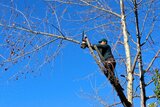 Tree Service Auburn Alabama, Auburn
