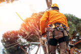  Tree Surgeons Stratford Upon Avon 5 Springhill Close 