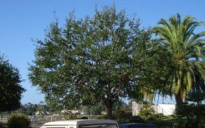  Profile Photos of Atascadero Tree Service 6165 Portola Rd - Photo 3 of 6