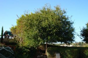  Profile Photos of Atascadero Tree Service 6165 Portola Rd - Photo 4 of 6