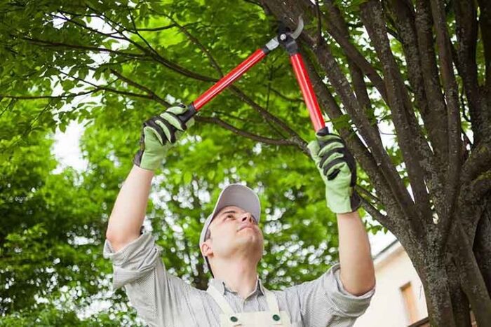  Profile Photos of Atascadero Tree Service 6165 Portola Rd - Photo 6 of 6