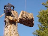  Atascadero Tree Service 6165 Portola Rd 
