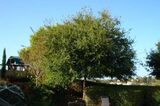  Atascadero Tree Service 6165 Portola Rd 