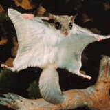 Georgia Squirrel Removal, Marietta