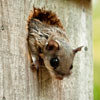 Georgia Squirrel Removal, Marietta