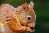 Georgia Squirrel Removal, Marietta