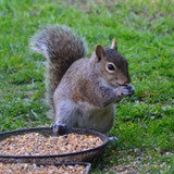 Georgia Squirrel Removal, Marietta