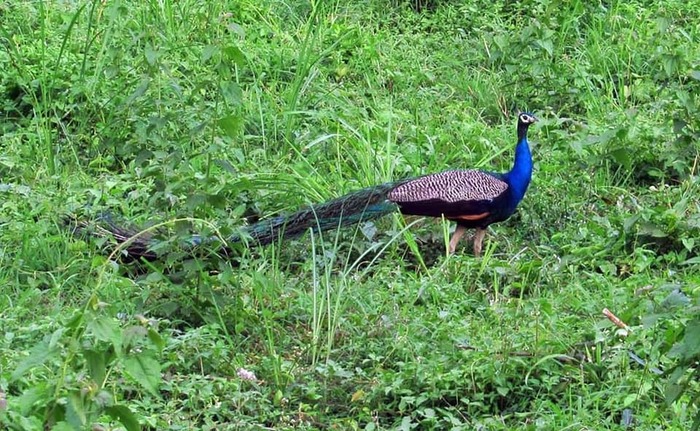  New Album of Dooars Tour Packages Plan Price 4 5 Days Nights | TAB Hotels thakurpukur road - Photo 4 of 5