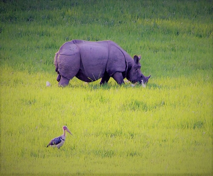  New Album of Dooars Tour Packages Plan Price 4 5 Days Nights | TAB Hotels thakurpukur road - Photo 5 of 5