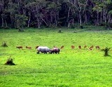  Dooars Tour Packages Plan Price 4 5 Days Nights | TAB Hotels thakurpukur road 