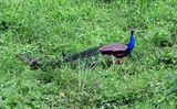  Dooars Tour Packages Plan Price 4 5 Days Nights | TAB Hotels thakurpukur road 