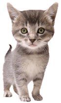 Perrysburg Animal Care, Perrysburg