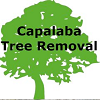 Tree Lopping Brisbane Southside, Woolloongabba