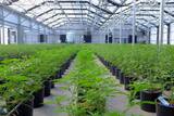 hightimescannabis, Thorpe