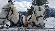  Profile Photos of Warner Stables - Banff Trail Riders 100 Sundance Road - Photo 3 of 3