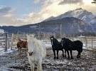 Warner Stables - Banff Trail Riders, Banff