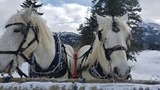 Warner Stables - Banff Trail Riders, Banff