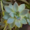  Profile Photos of Fat Plants (Not Open to the Public) Twain Avenue, Suite A - Photo 2 of 4