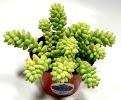  Profile Photos of Fat Plants (Not Open to the Public) Twain Avenue, Suite A - Photo 4 of 4
