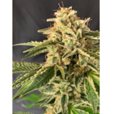 Eclipse Cannabis Company, Boulder
