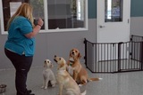  WellHaven Pet Health Bloomington 2240 W 80th 1/2 St suite a 