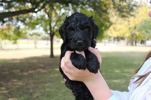  New Album of Namaste Poodles and Doodles Serving - Photo 1 of 6