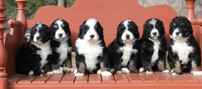  New Album of Namaste Poodles and Doodles Serving - Photo 3 of 6