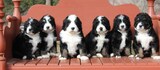 Namaste Poodles and Doodles, Dallas