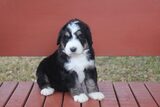 Namaste Poodles and Doodles, Dallas