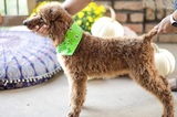 Namaste Poodles and Doodles, Dallas
