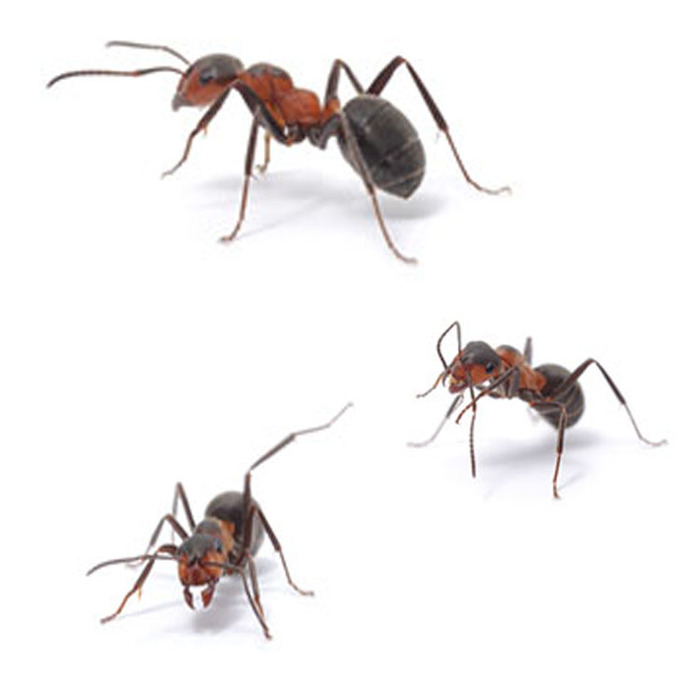  New Album of The Pest Control Guy 42 Morningside Landing - Photo 1 of 3