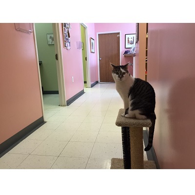 Profile Photos of Arbor Pointe Veterinary Hospital 42043 Ford Rd - Photo 4 of 4