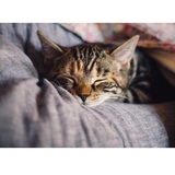 WellHaven Pet Health - Downtown Vancouver 700 Washington St #106 