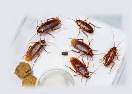  Profile Photos of Pest Control Canning Vale 248 Campbell Road - Photo 2 of 6