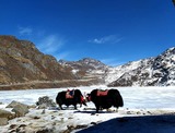  SILK ROUTE TOUR SIKKIM PACKAGE PREMIUM STAYS 54 Ho Chi Minh Sarani 