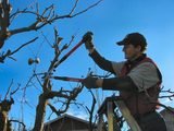 Oakland Tree Care Service, Oakland