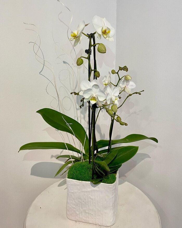 Beautiful White Orchids - https://www.flowerpatch.ca/<br />
Fabulous Flowers & Plants of The Flower Patch 1592 Bayview Ave - Photo 1 of 4 Beautiful White Orchids - https://www.flowerpatch.ca/<br />
Fabulous Flowers & Plants of The Flower Patch 1592 Bayview Ave - Photo 1 of 4
