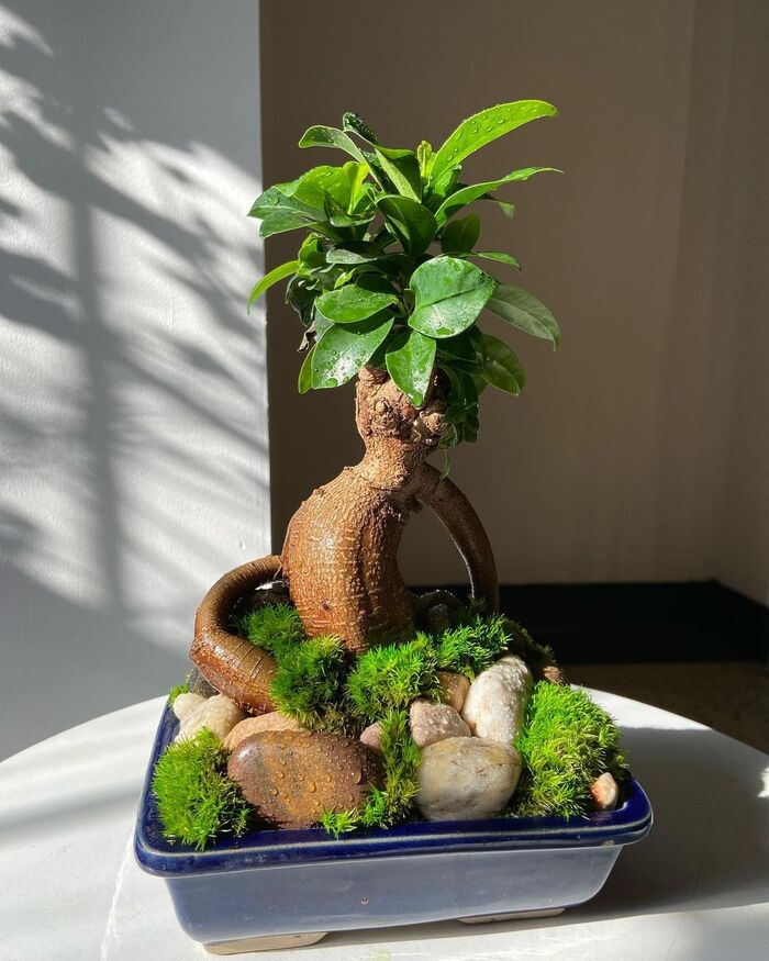 Strong and lively bonsai - https://www.flowerpatch.ca/ Fabulous Flowers & Plants of The Flower Patch 1592 Bayview Ave - Photo 2 of 4