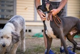 Primal Needs Dog Training & Behavioral Solutions, Sacramento