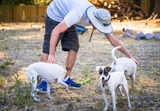 Primal Needs Dog Training & Behavioral Solutions, Sacramento