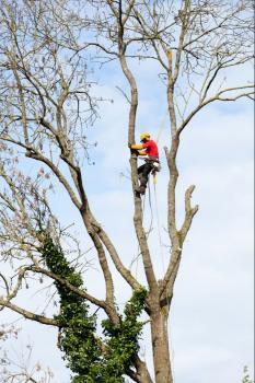  Profile Photos of Columbia Tree Co. - Tree Service 113 Elk Dr - Photo 2 of 4