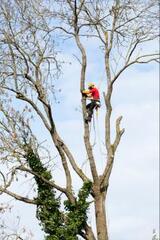 Columbia Tree Co. - Tree Service, Columbia