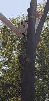 Columbia Tree Co. - Tree Service, Columbia