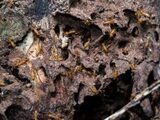  Tom's Pest Control Adelaide Suite 4146, 3/55 Gawler Place 