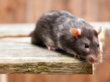  Tom's Pest Control Adelaide Suite 4146, 3/55 Gawler Place 