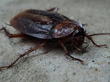 Tom's Pest Control Adelaide, Adelaide